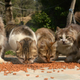 Image for article titled Stop Making Your Cat Sick